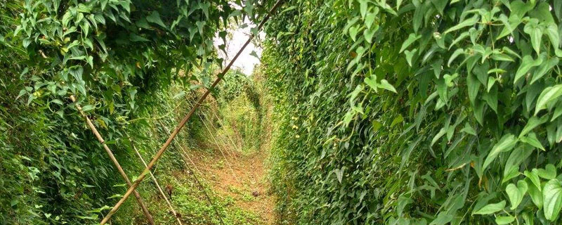 紫山药种植技术 紫山药种植技术与栽培管理视频
