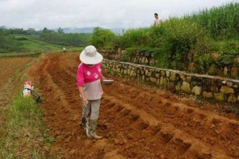 茄子施肥时间及方法