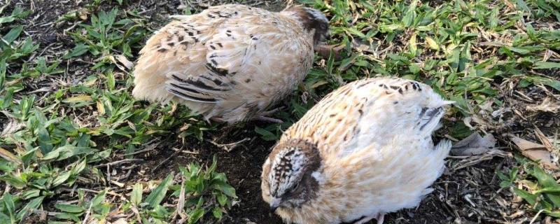 鹌鹑多久下一次蛋，附养殖方法 鹌鹑多长时间下一个蛋