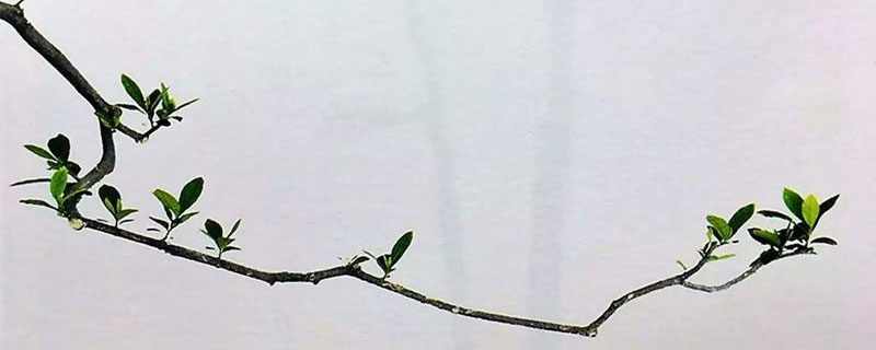 水横枝养殖方法 水横枝的养殖方法