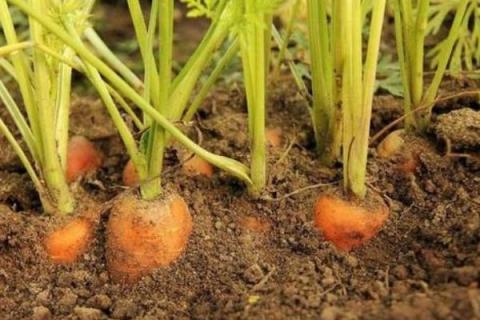 胡萝卜怎么种植,附种植方法