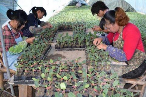 嫁接西瓜苗种植技术