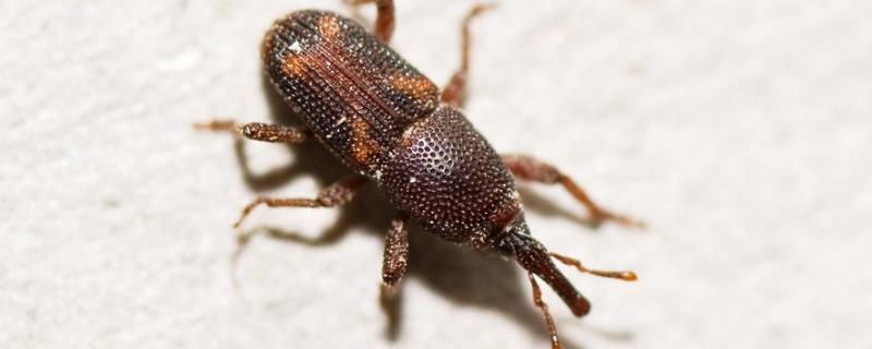 玉米象简单消灭方法 玉米米象怎么彻底消灭干净