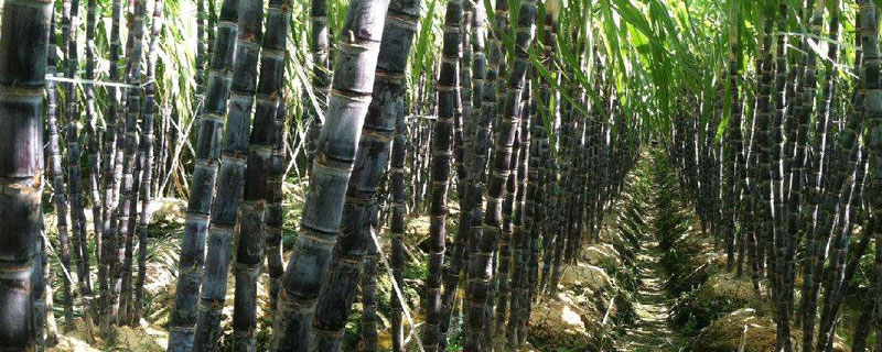 甘蔗施肥时间和方法 甘蔗种植施肥时间