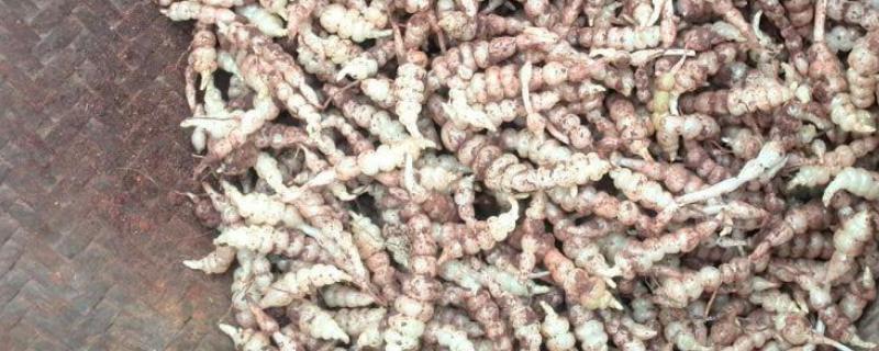 地环种植方法和时间（地环种植方法和时间(怎样栽培地环哪里有卖地环种苗的）