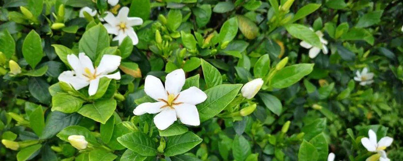 栀子花的养殖方法和注意事项北方（栀子花怎么养家庭养法北方）