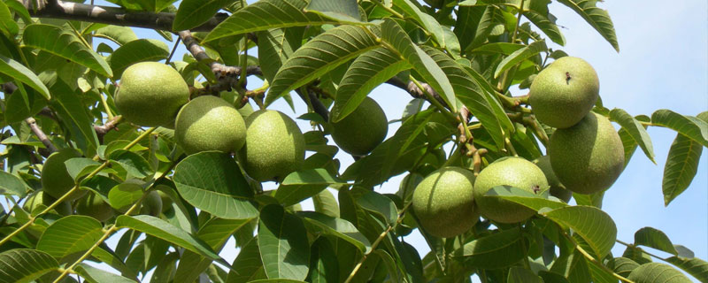 核桃树夏季管理措施 核桃树春季管理要点