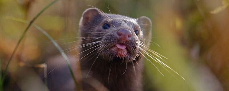 貂和水貂有什么区别,水貂可以人工养殖吗