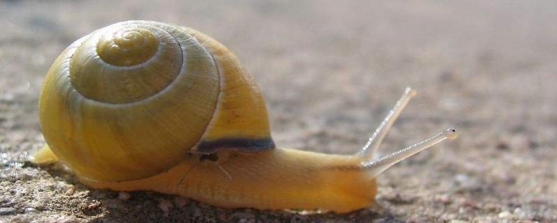 蜗牛的种类，蜗牛是软体动物吗 蜗牛的种类,蜗牛是软体动物吗为什么