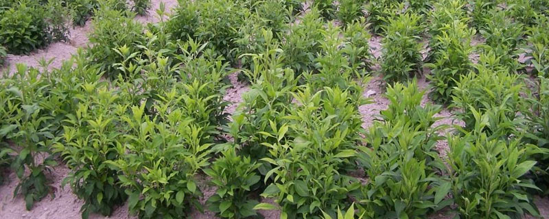 北苍术的种植技术(北苍术栽培技术)