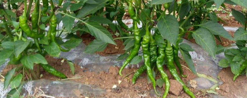 菜椒的种植方法和时间（菜椒的种植温度）