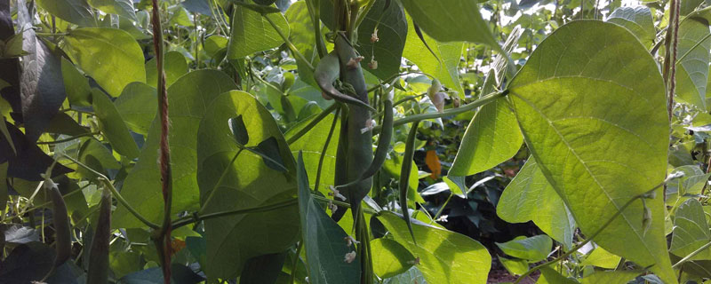 架豆王种植技术和要求 架豆王的种植技术及管理