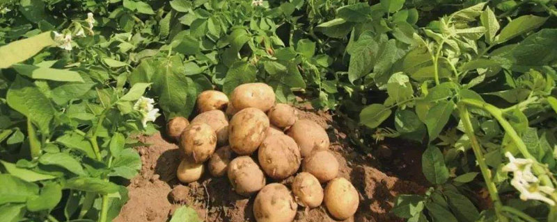 土豆的正常产量每亩是多少 土豆一般亩产量