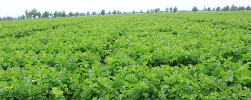 芹菜苗怎么栽（芹菜苗怎么栽种）