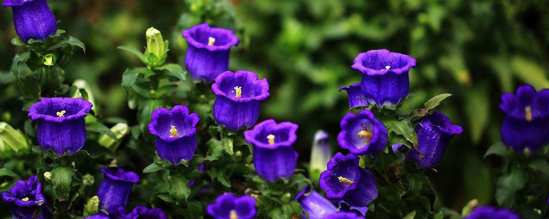 丹麦风铃草的养殖方法 荷兰风铃草的养殖方法