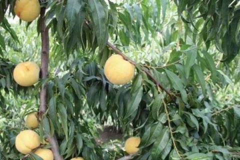 黄桃施肥时间,施什么肥料好