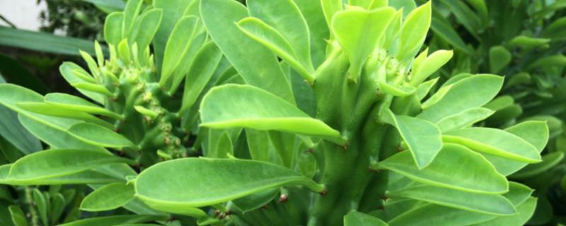 叶仙的养殖方法和注意事项 叶仙花养殖方法