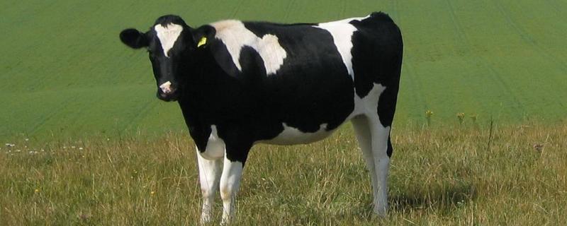 奶牛的种类，奶牛是公牛还是母牛 奶牛是公牛吗