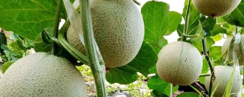 哈蜜瓜种植时间和方法 哈蜜瓜的种植时间