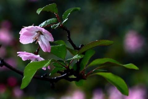 海棠梅花的养殖方法