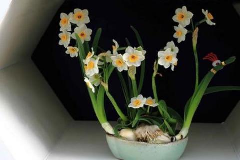 水仙花的种植步骤,5个步骤轻松学会种水仙花