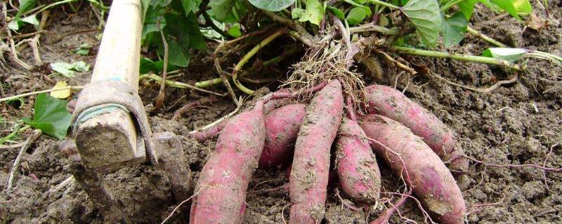 红薯切块种植方法(红薯切块种植方法视频)