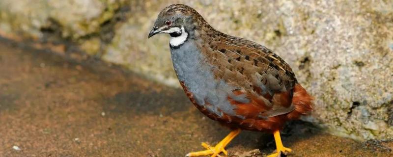 芦丁鸡北方可以养吗，附养殖方法（芦丁鸡东北冬天室外能养吗?）