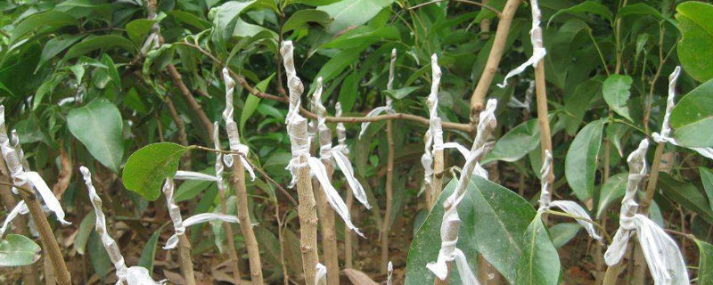 龙眼嫁接是什么月份 龙眼嫁接时间几月份