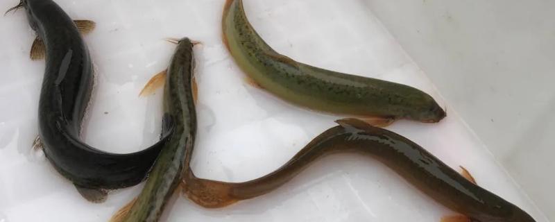 泥鳅能净化海水吗,泥鳅的寿命有多长