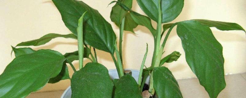 万年青的养殖方法和注意事项 万年青的养殖方法和注意事项 水培 粉黛