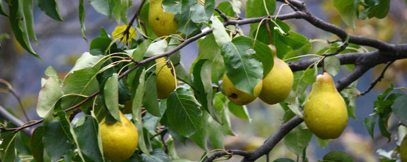 梨树种植时间和方法 梨树的种植方法和时间