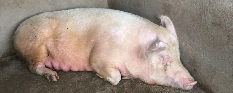 母猪催奶法,附母猪产后奶水不足的原因