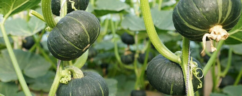 贝贝绿南瓜的种植方法(绿贝贝小南瓜的种植管理)
