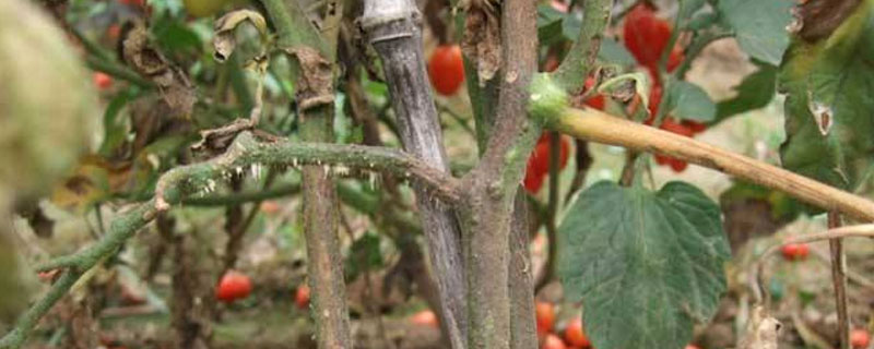 番茄枯萎病能浇水吗 番茄浇水后整株萎蔫是什么原因