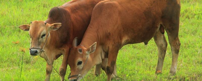 酒糟可以喂牛吗，酒糟喂牛的作用 酒糟可以喂牛吗,酒糟喂牛的作用是什么