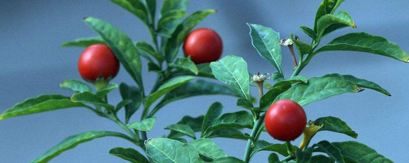 珊瑚豆的养殖方法 珊瑚豆的养殖方法 夏天