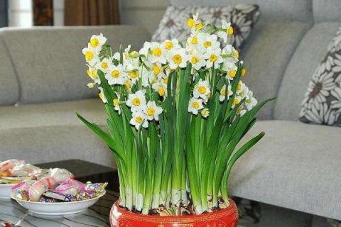 水仙花的种植步骤,5个步骤轻松学会种水仙花