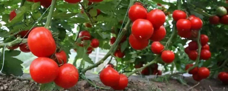 西红柿打头方法如下 西红柿需要打头吗