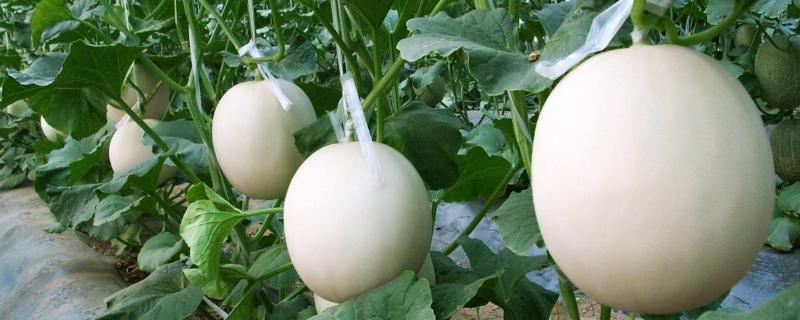 甜瓜几月份种植，什么时候成熟上市 甜瓜是几月份种的
