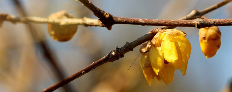 干枝梅种植栽培技术（干枝梅的家庭盆栽养殖方法）