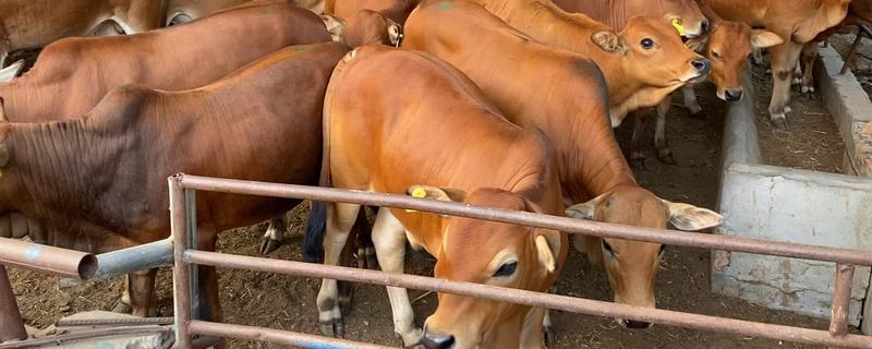黄牛生产过程，黄牛和水牛的区别（黄牛生产过程,黄牛和水牛的区别图片）