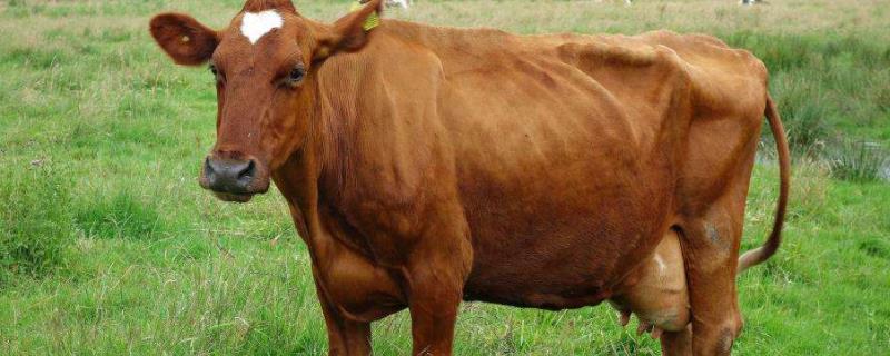 母牛子宫炎症用什么药消炎,是什么原因导致的