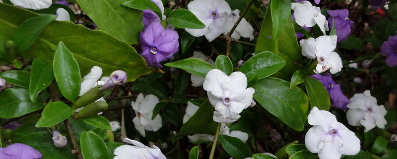 鸳鸯茉莉的养殖方法和注意事项（鸳鸯茉莉的养殖方法和注意事项 盆栽）