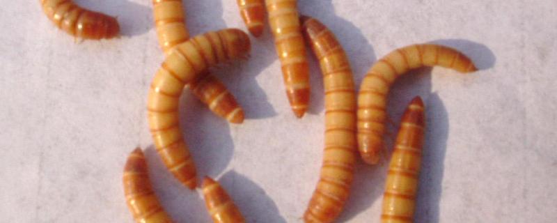 黄粉虫怎么养殖，黄粉虫的用途 黄粉虫如何饲养