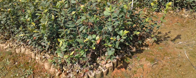 油茶苗移栽要点（油茶树苗移栽前后注意什么）