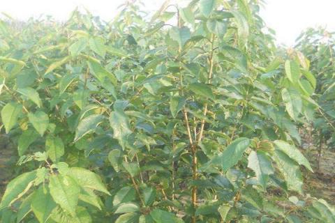 种樱桃要用什么土