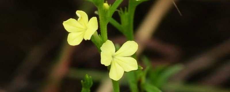 独脚金种植技术，3月底至4月初播种 独脚金种植技术和要求