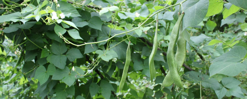 菜豆种植时间和方法（菜豆子什么时候种植）