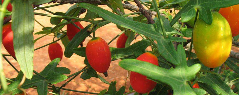 红香果种植条件及效益（红香果种植产区在哪里）