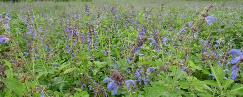 丹参种植方法及时间（丹参怎么种植技术）